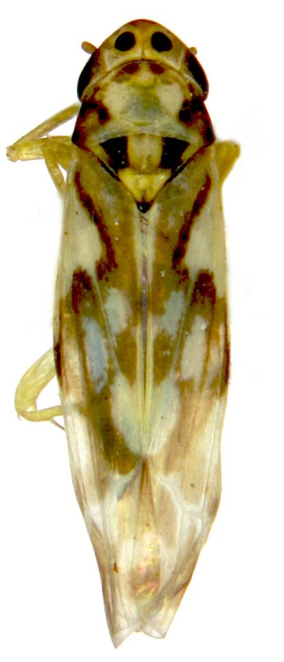 Ziczacella spinosa sp. nov.
