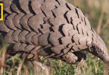 Pangolins: The Most Trafficked Mammal You’ve Never Heard Of