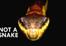 Mimicry: A World of Imposters