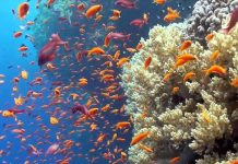 Scuba Diving the Great Barrier Reef Red Sea Egypt Tiran