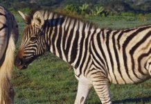 Why Are Zebras Black and White?