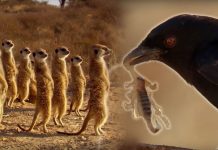 Drongo Bird Tricks Meerkats