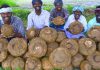 ELEPHANT FOOT YAM Cooking