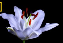 Watch Flowers Bloom Before Your Eyes