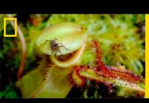 Eerie Time-Lapse of Bug-Eating Plants