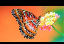 Most Beautiful Butterflies
