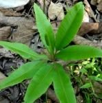 Helminthostachys zeylanica (L.) Hook. Helminthostachys zeylanica