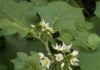 Solanum torvum Sw. Solanum torvum