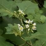 Solanum torvum Sw. Solanum torvum