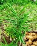 Zingiber officinale Roscoe