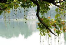 হিজল গাছ || এমনই হিজল-বট-তমালের নীল ছায়া বাংলার অপরূপ রূপ