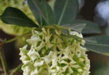 ভুতের গাছ ছাতিম