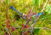 বৈচিত্র্যময় উদ্ভিদ জগৎ (পর্ব-১)