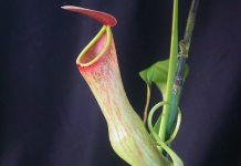 বৈচিত্র্যময় উদ্ভিদ জগৎ (পর্ব-২)