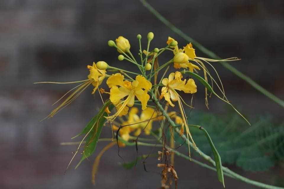 Caesalpinia pulcherrima Family: Caesalpiniaceae