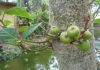 জগডুমুর/ যজ্ঞডুমুর