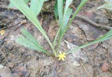 Curculigo orchioides-তাল্মুলি Family: Hypoxidaceae