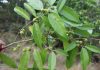 Flora of Sundarbans