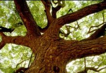 নিম || একটি শতগুণী ভেষজ উদ্ভিদ!