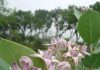 বড় আকন্দ Calotropis gigantea Family: Asclepiadaceae