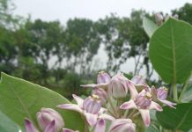 Calotropis gigantea Family: Asclepiadaceae