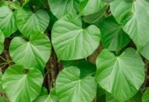 প্রকৃতির এক অসাধারণ মেডিসিন ‘গুলঞ্চ’