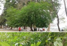 কৃষ্ণ কালো তমাল গাছ