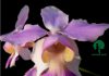 Checklist for the Orchids of Bangladesh Papilionanthe teres