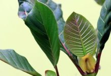 সিনকোনা || বিশ্বের মানচিত্র পাল্টে দিয়েছিল যে গাছ